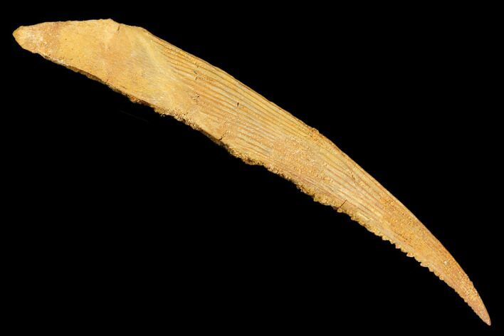Fossil Shark (Hybodus) Dorsal Spine - Kem Kem Beds, Morocco #183458